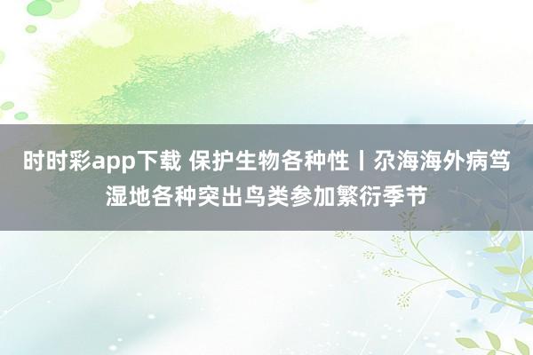 时时彩app下载 保护生物各种性丨尕海海外病笃湿地各种突出鸟类参加繁衍季节